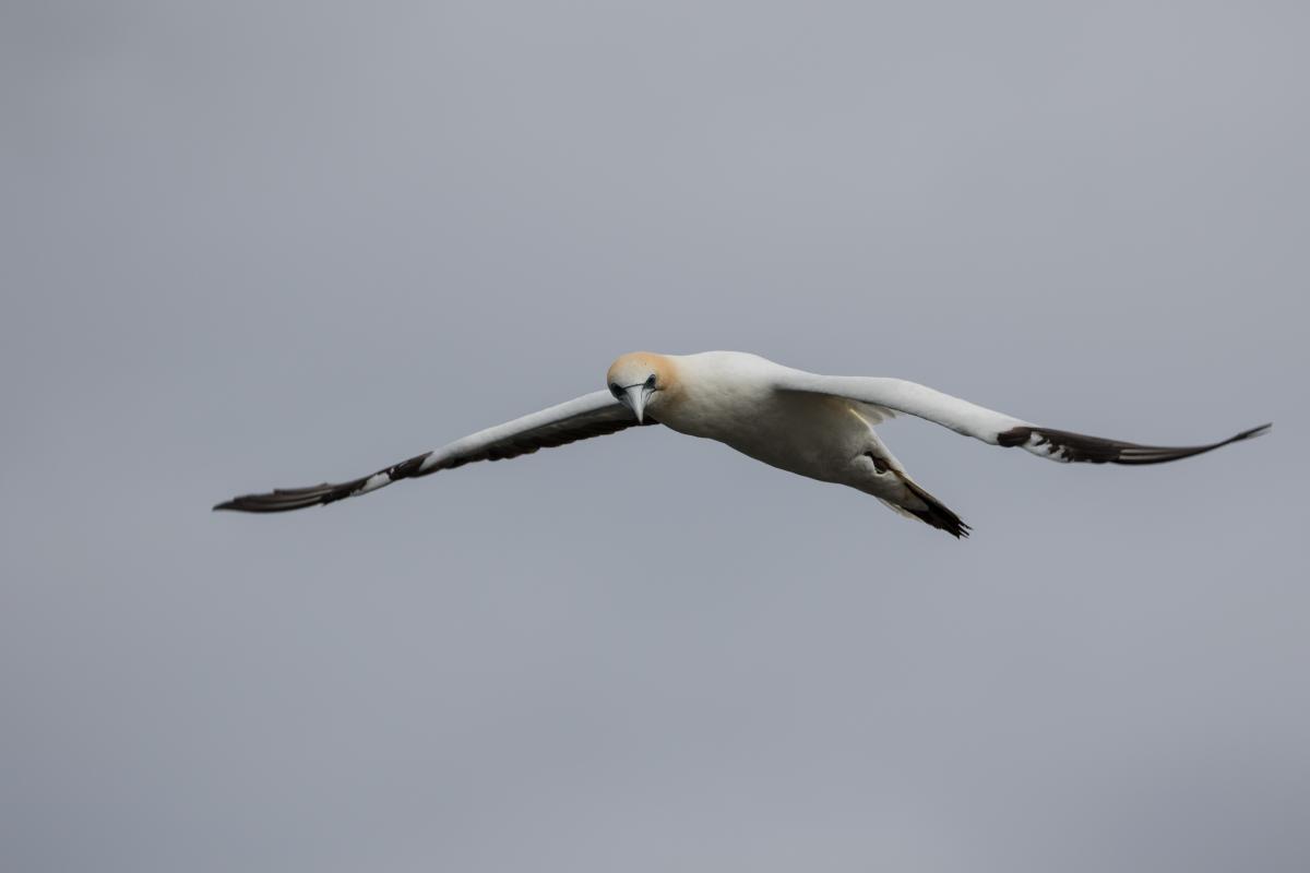 Australasian Gannet (Morus serrator)