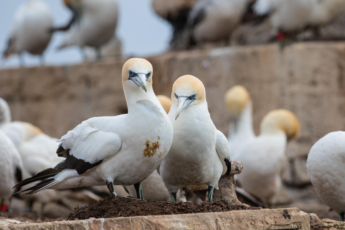 Australasian Gannet (Morus serrator)