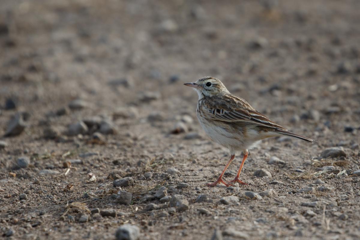 Australasian Pipit (Anthus novaeseelandiae)