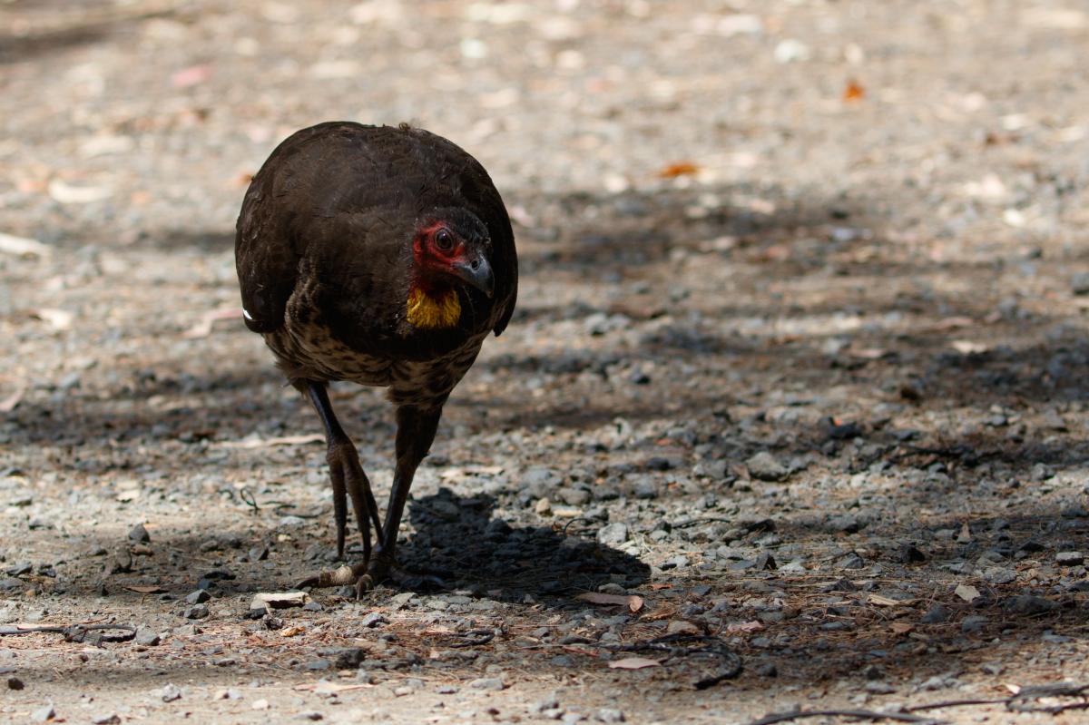 Australian Brushturkey (Alectura lathami)