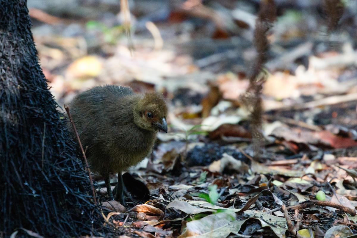 Australian Brushturkey (Alectura lathami)