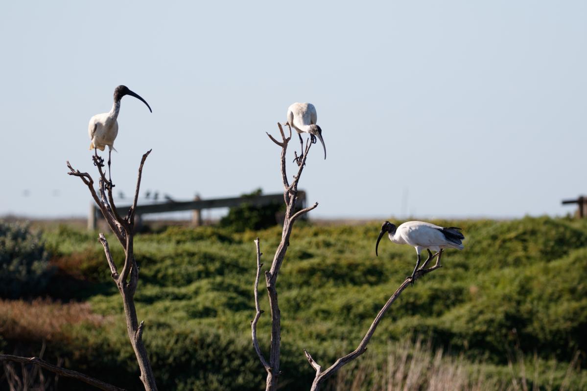 Australian White Ibis (Threskiornis molucca)