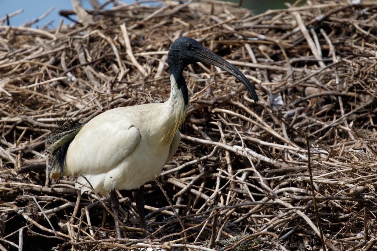 Australian White Ibis (Threskiornis molucca)