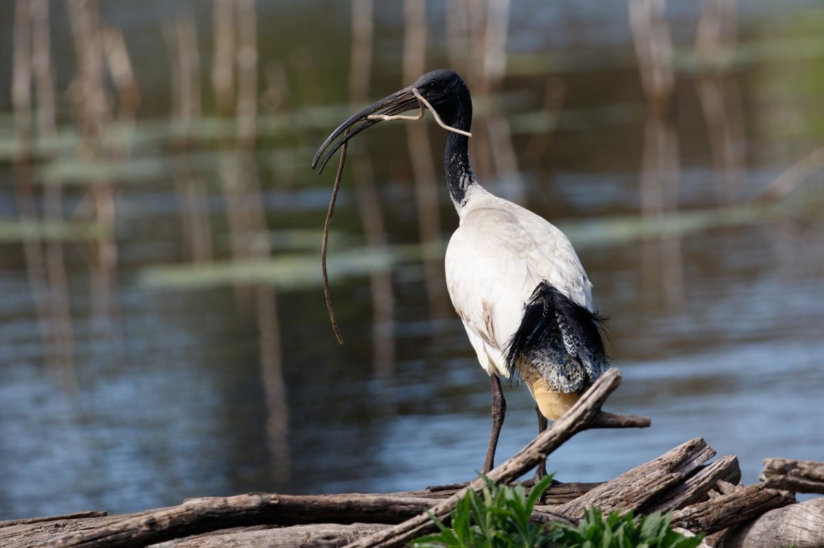 Australian White Ibis (Threskiornis molucca)