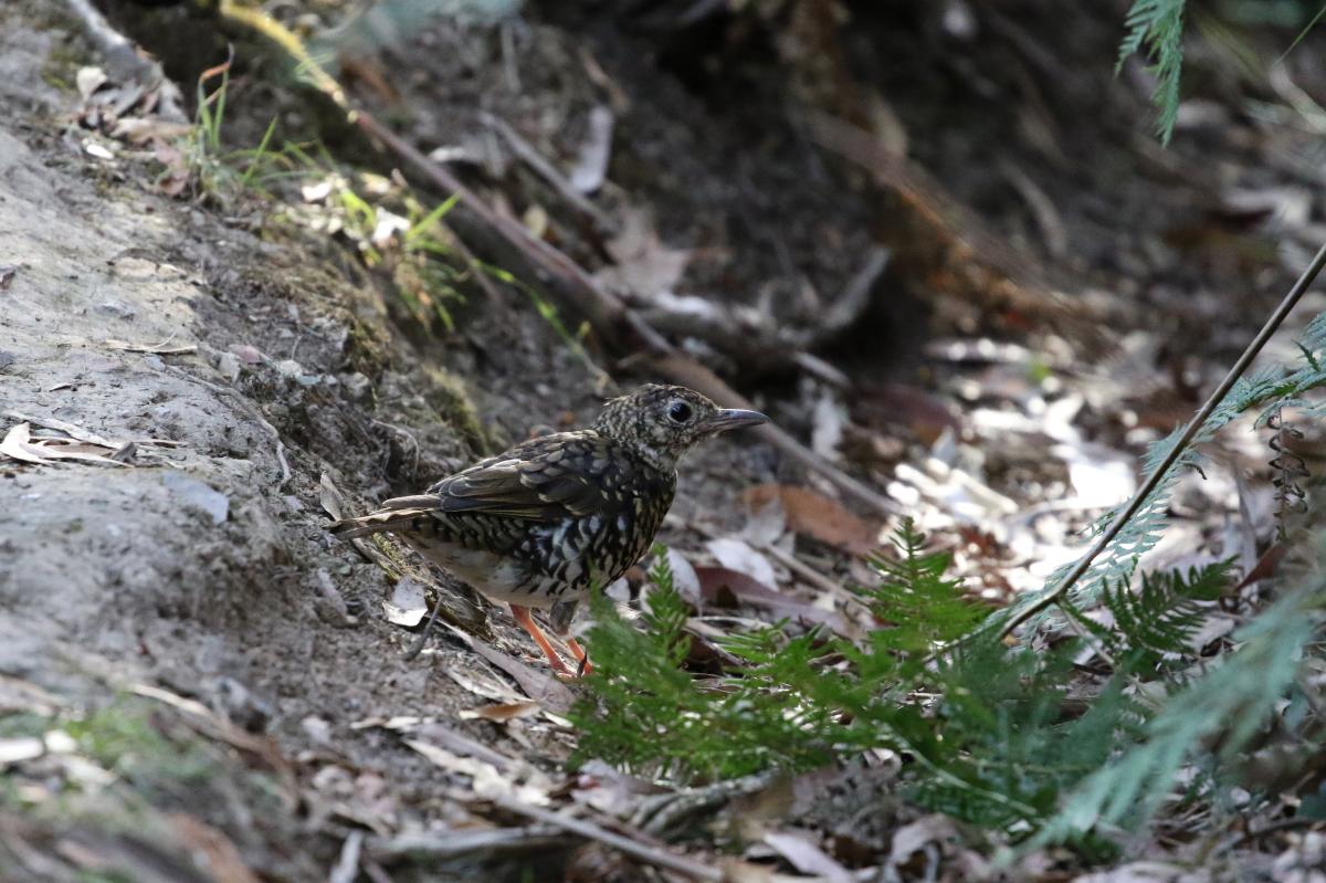 Bassian Thrush (Zoothera lunulata)