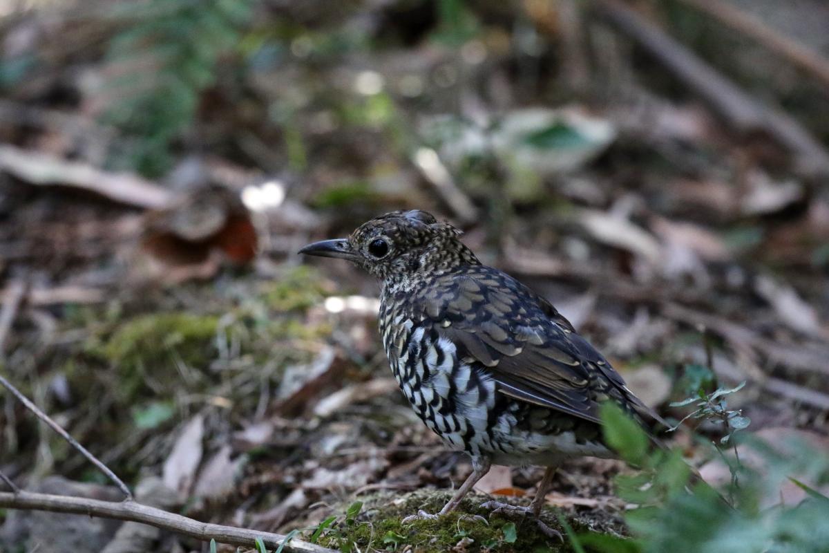 Bassian Thrush (Zoothera lunulata)