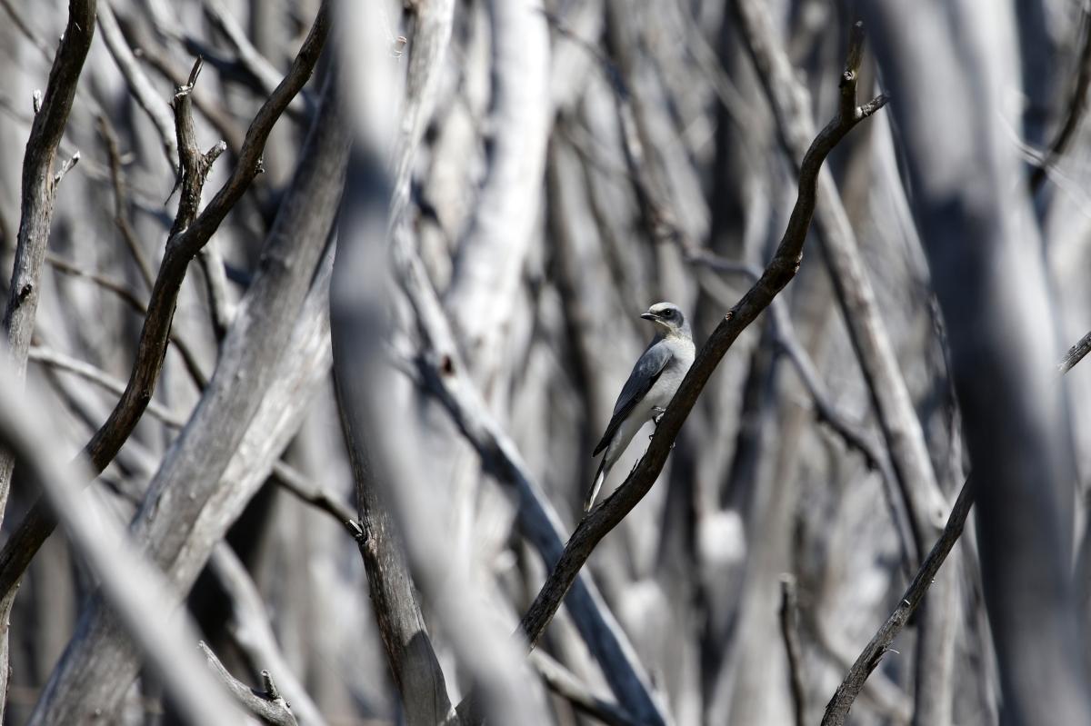 Black-faced Cuckoo-shrike (Coracina novaehollandiae)