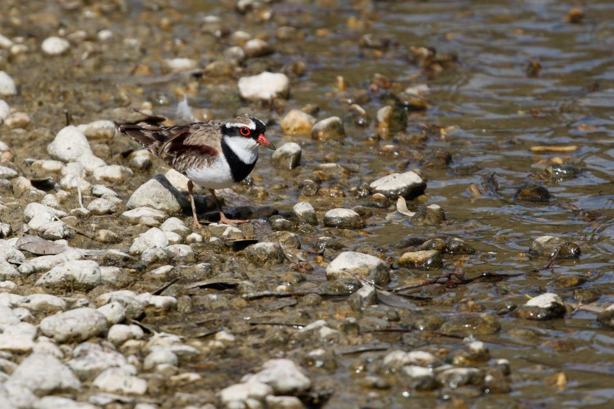 Black-fronted Dotterel (Elseyornis melanops)