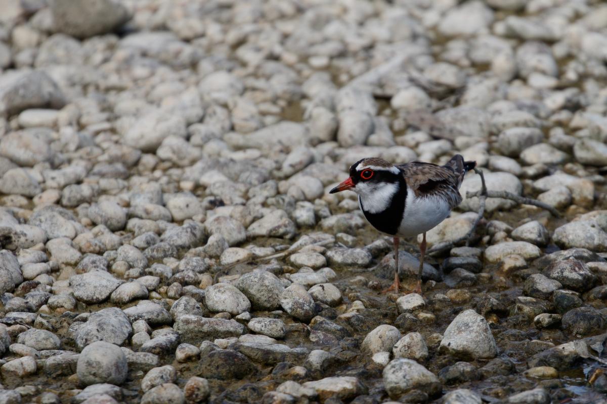 Black-fronted Dotterel (Elseyornis melanops)