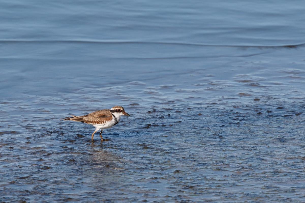 Black-fronted Dotterel (Elseyornis melanops)