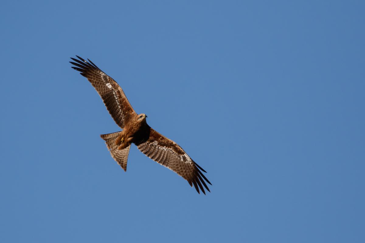 Black Kite (Milvus migrans)