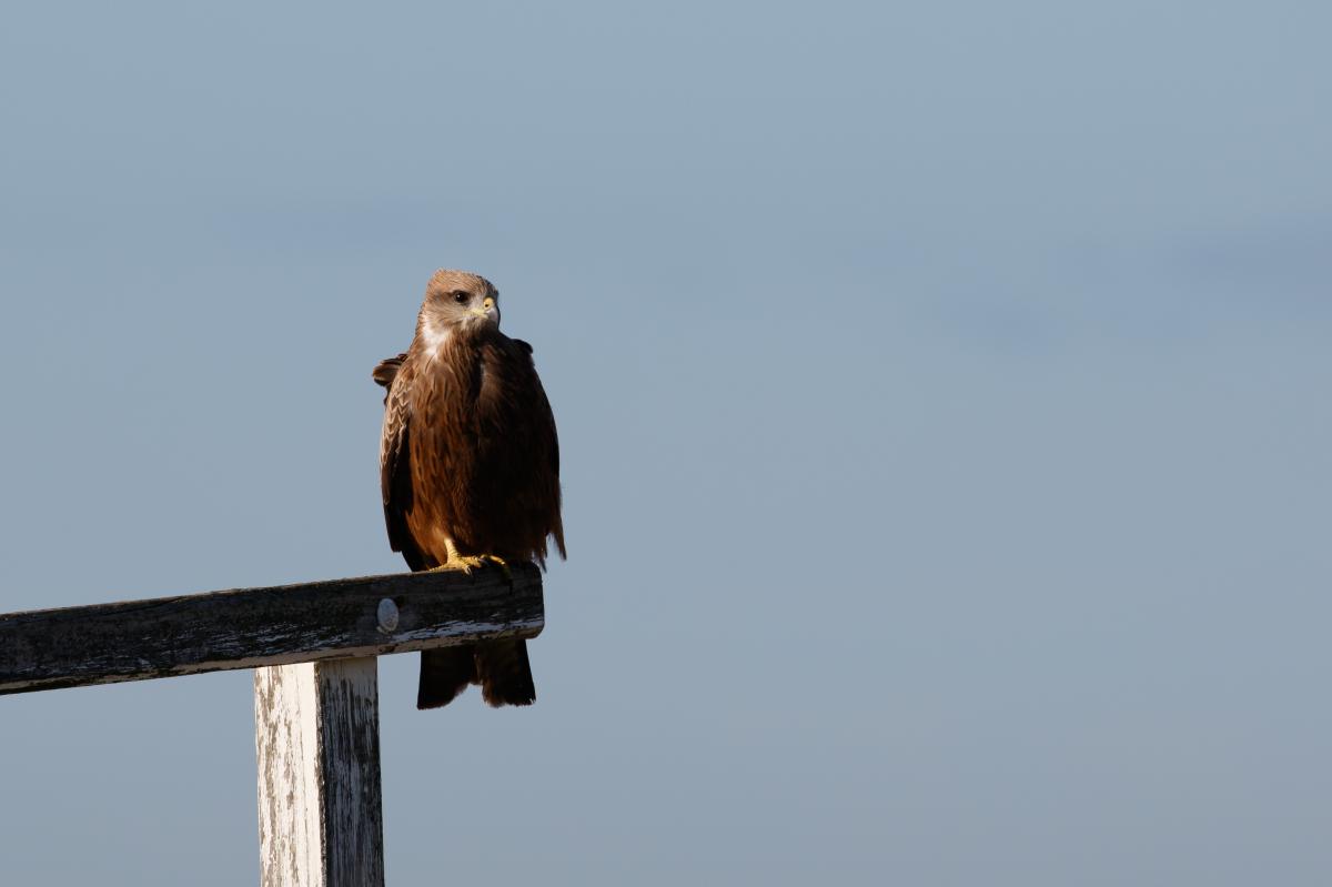 Black Kite (Milvus migrans)