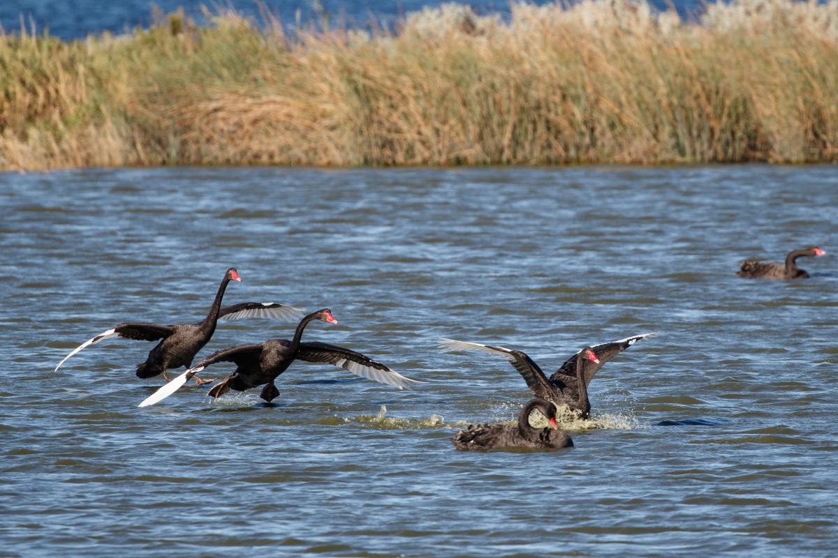 Black Swan (Cygnus atratus)