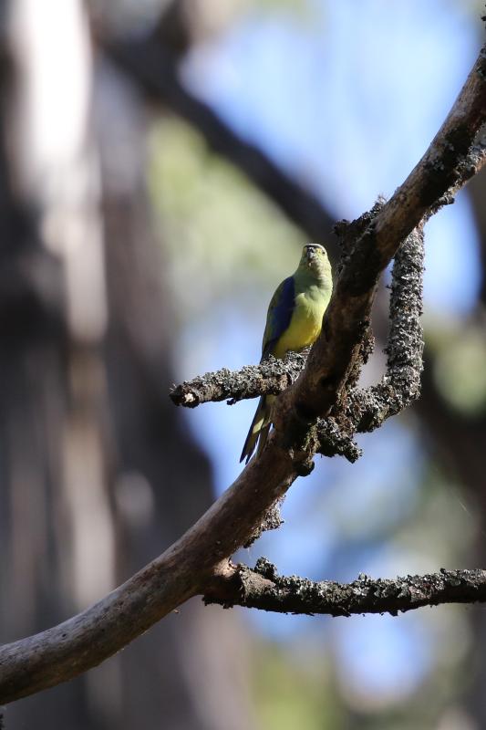 Blue-winged Parrot (Neophema chrysostoma)