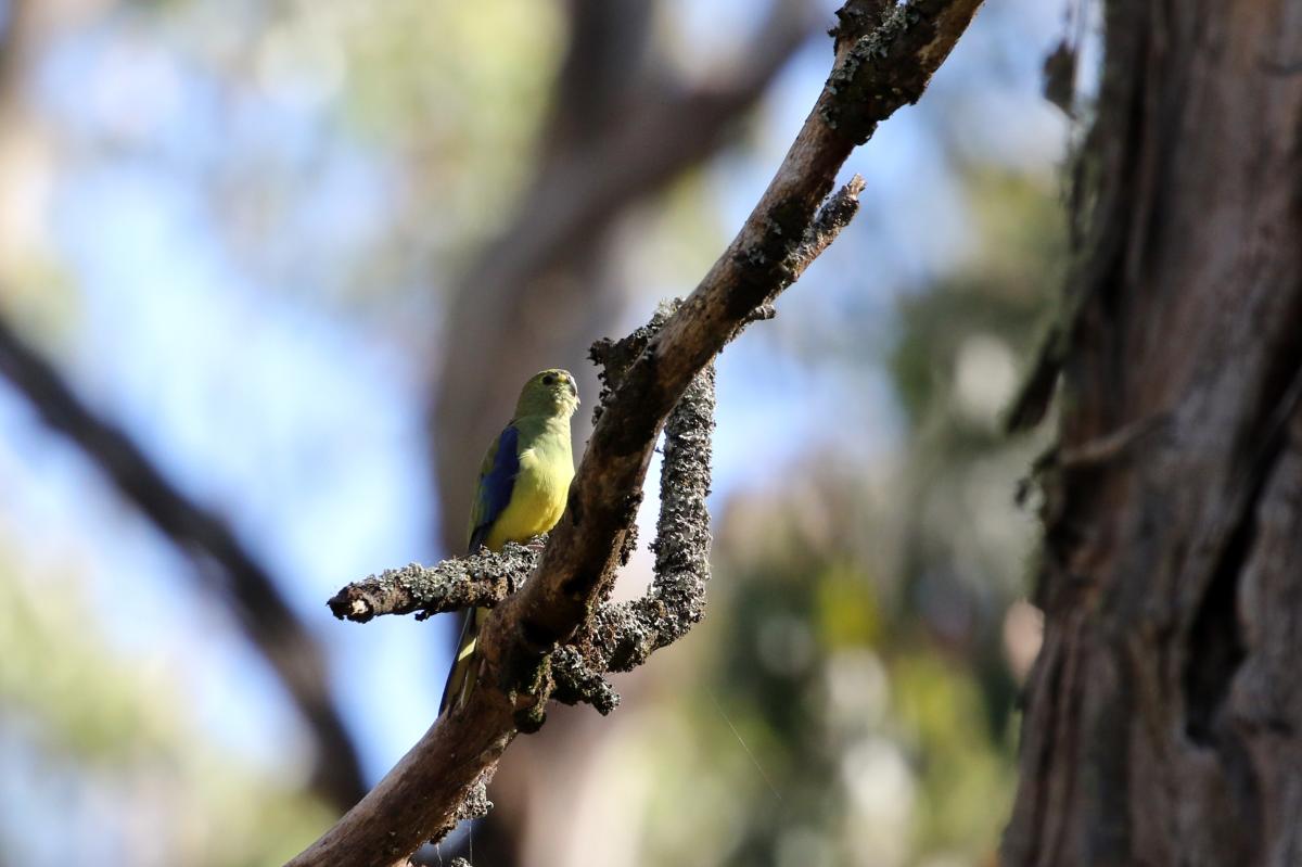 Blue-winged Parrot (Neophema chrysostoma)