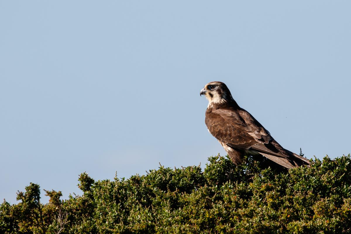 Brown Falcon (Falco berigora)