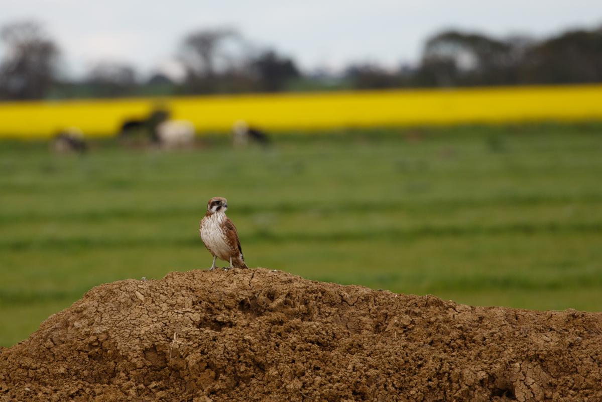 Brown Falcon (Falco berigora)