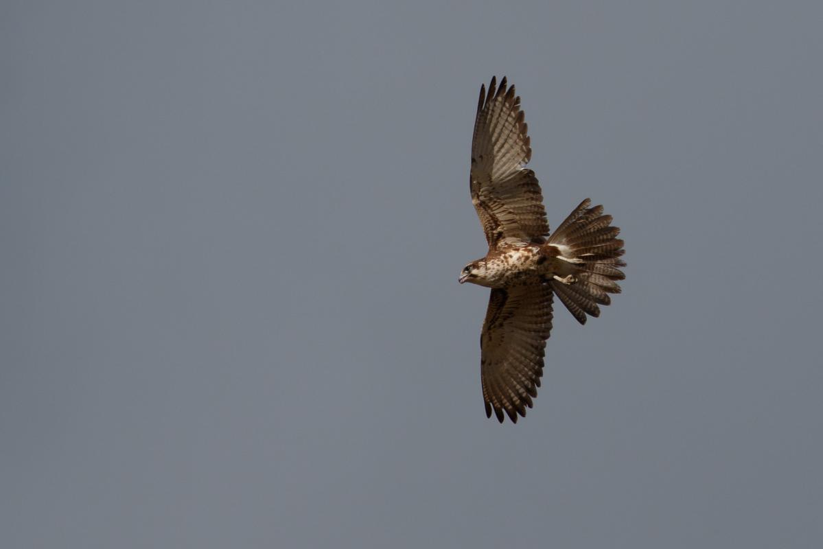 Brown Falcon (Falco berigora)