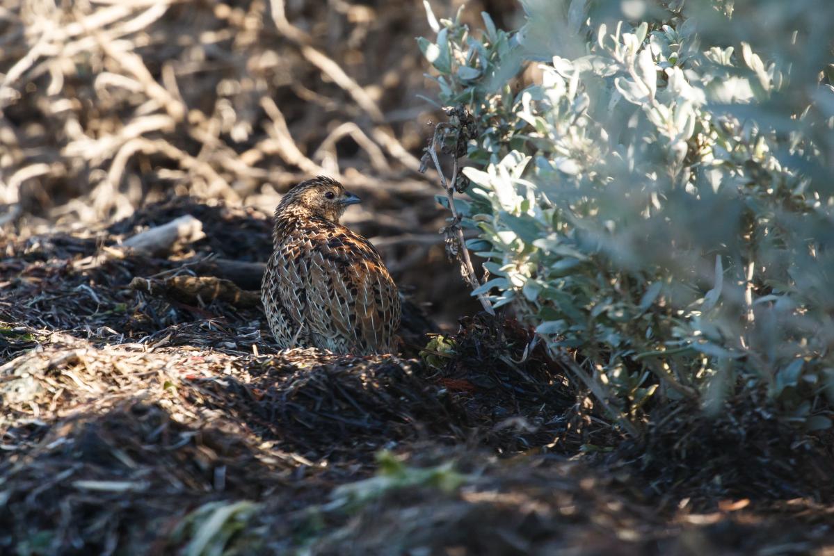 Brown Quail (Coturnix ypsilophora)