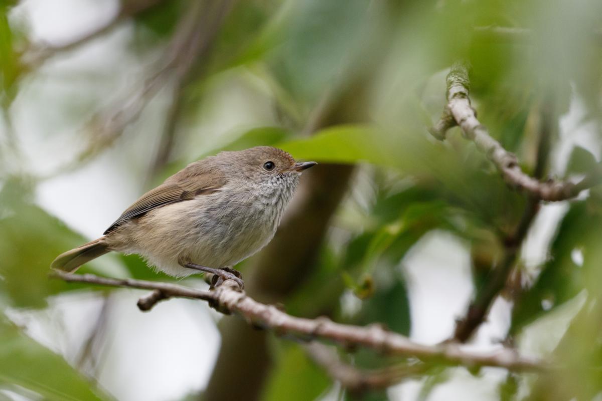 Brown Thornbill (Acanthiza pusilla)