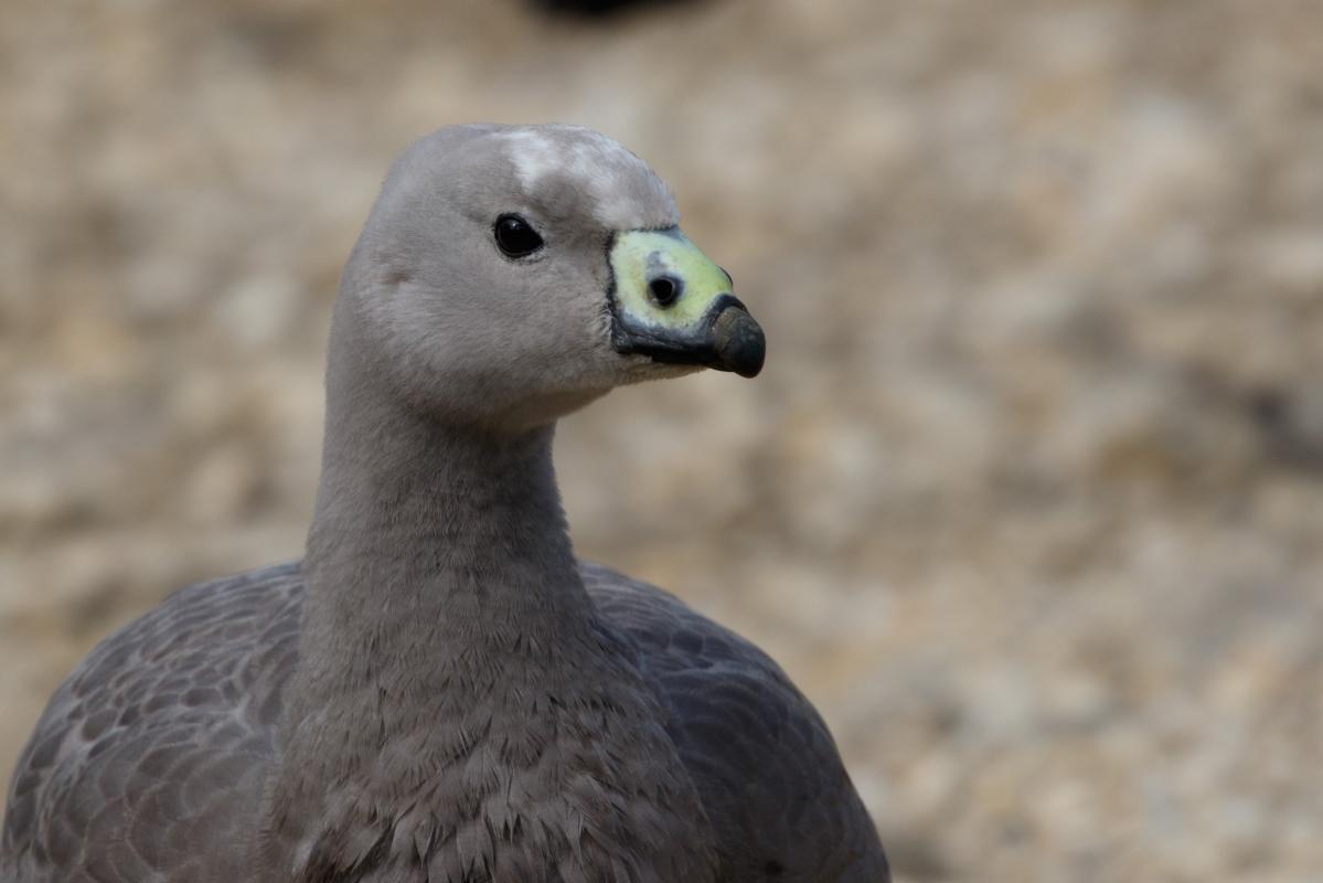 Cape Barren Goose (Cereopsis novaehollandiae)