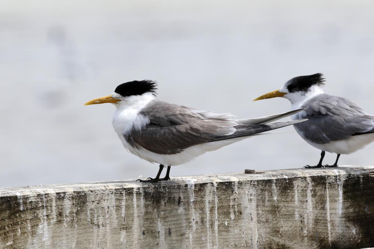 Greater Crested Tern (Thalasseus bergii)