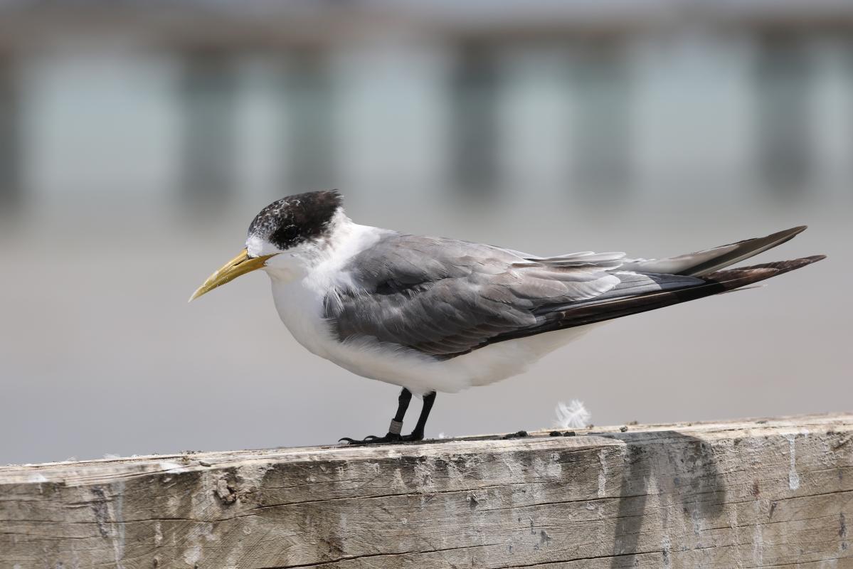 Greater Crested Tern (Thalasseus bergii)