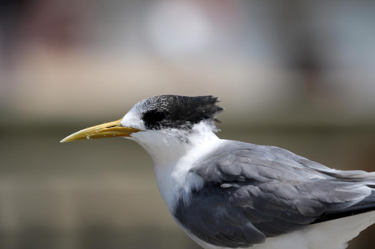 Greater Crested Tern (Thalasseus bergii)