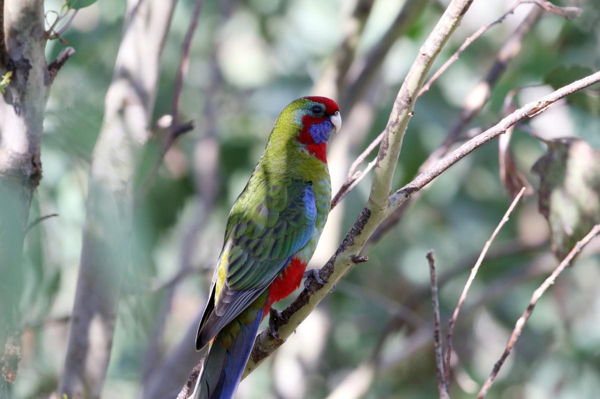 Crimson Rosella (Platycercus elegans)