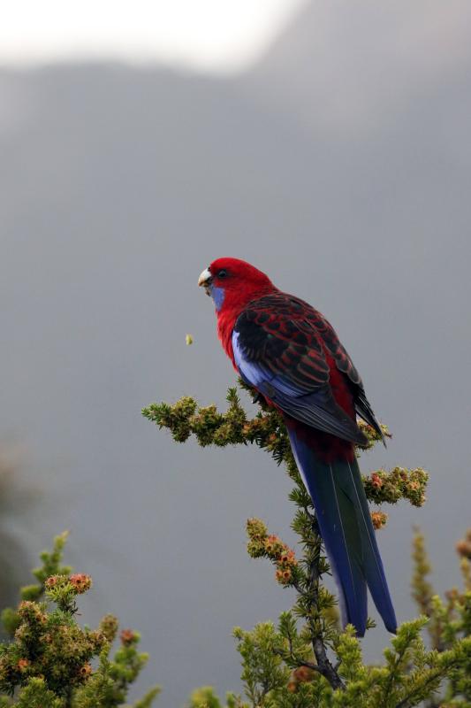 Crimson Rosella (Platycercus elegans)