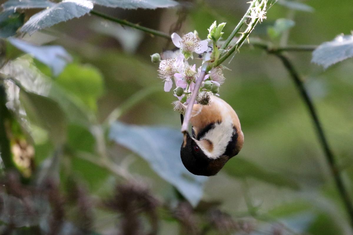 Eastern Spinebill (Acanthorhynchus tenuirostris)