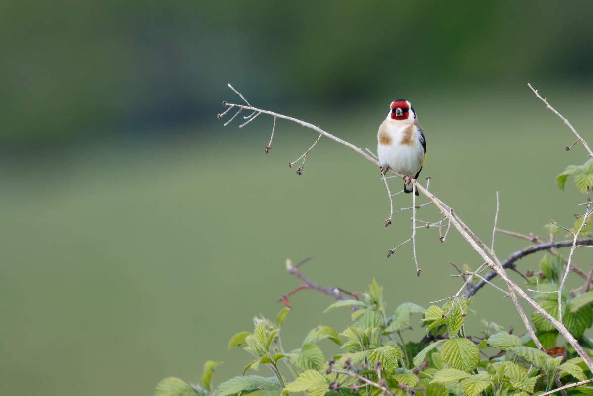 European Goldfinch (Carduelis carduelis)