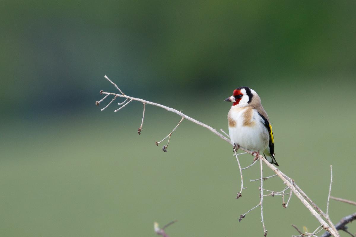 European Goldfinch (Carduelis carduelis)