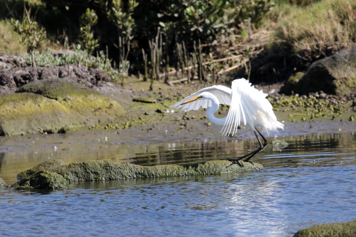 Great Egret (Ardea alba)