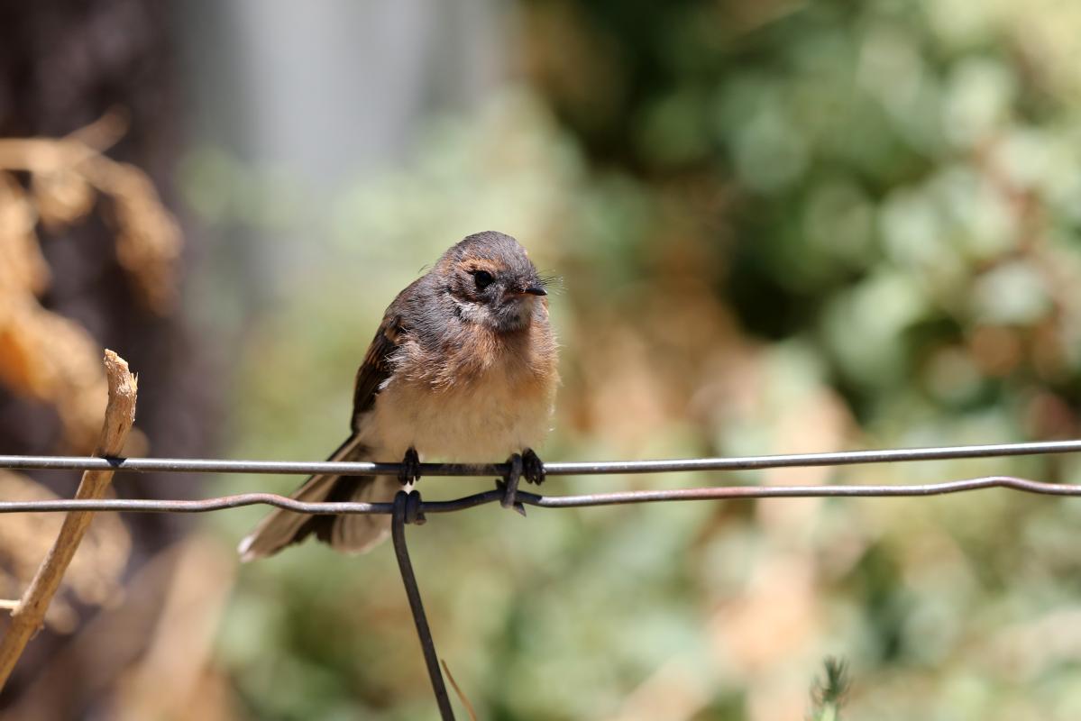 Grey Fantail (Rhipidura albiscapa)