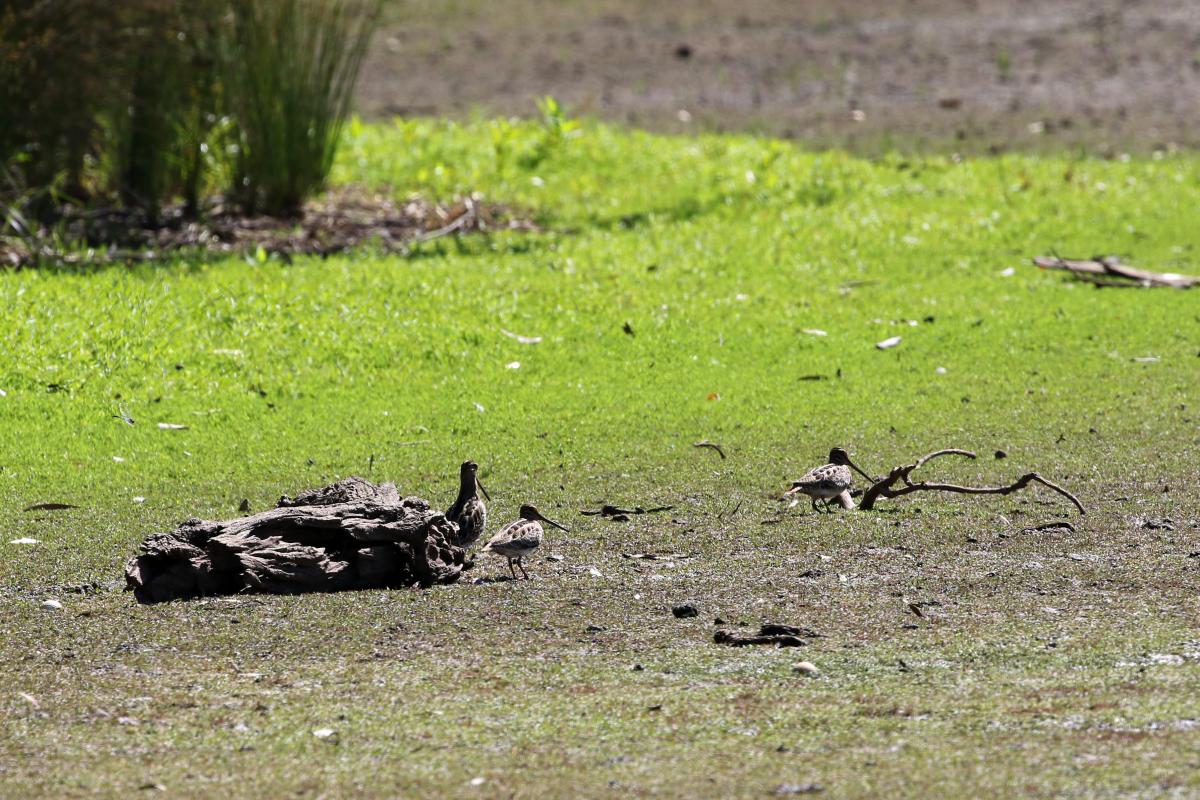 Latham's snipe (Gallinago hardwickii)