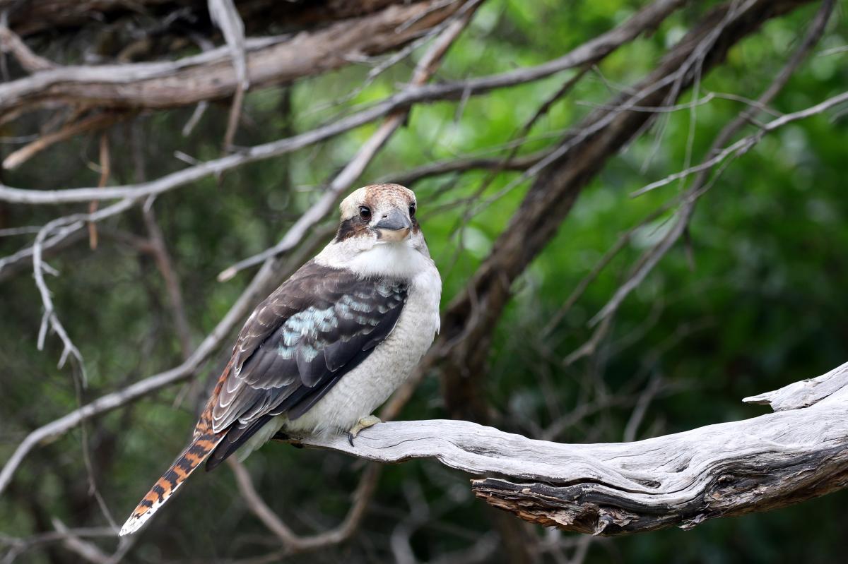 Laughing Kookaburra (Dacelo novaeguineae)