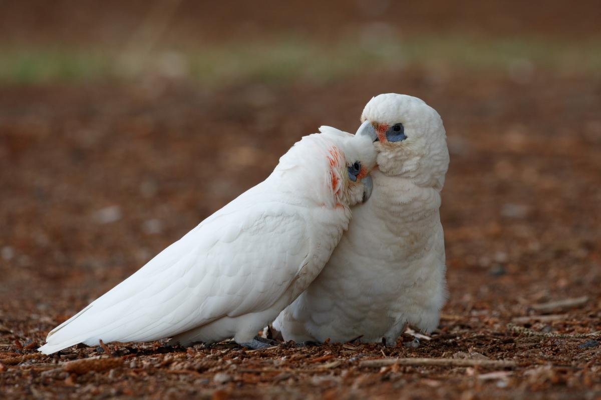 Little corella (Cacatua sanguinea)