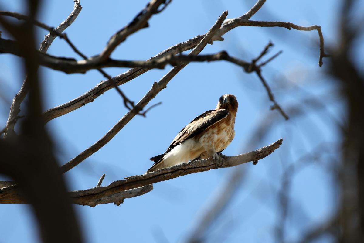 Little Eagle (Hieraaetus morphnoides)