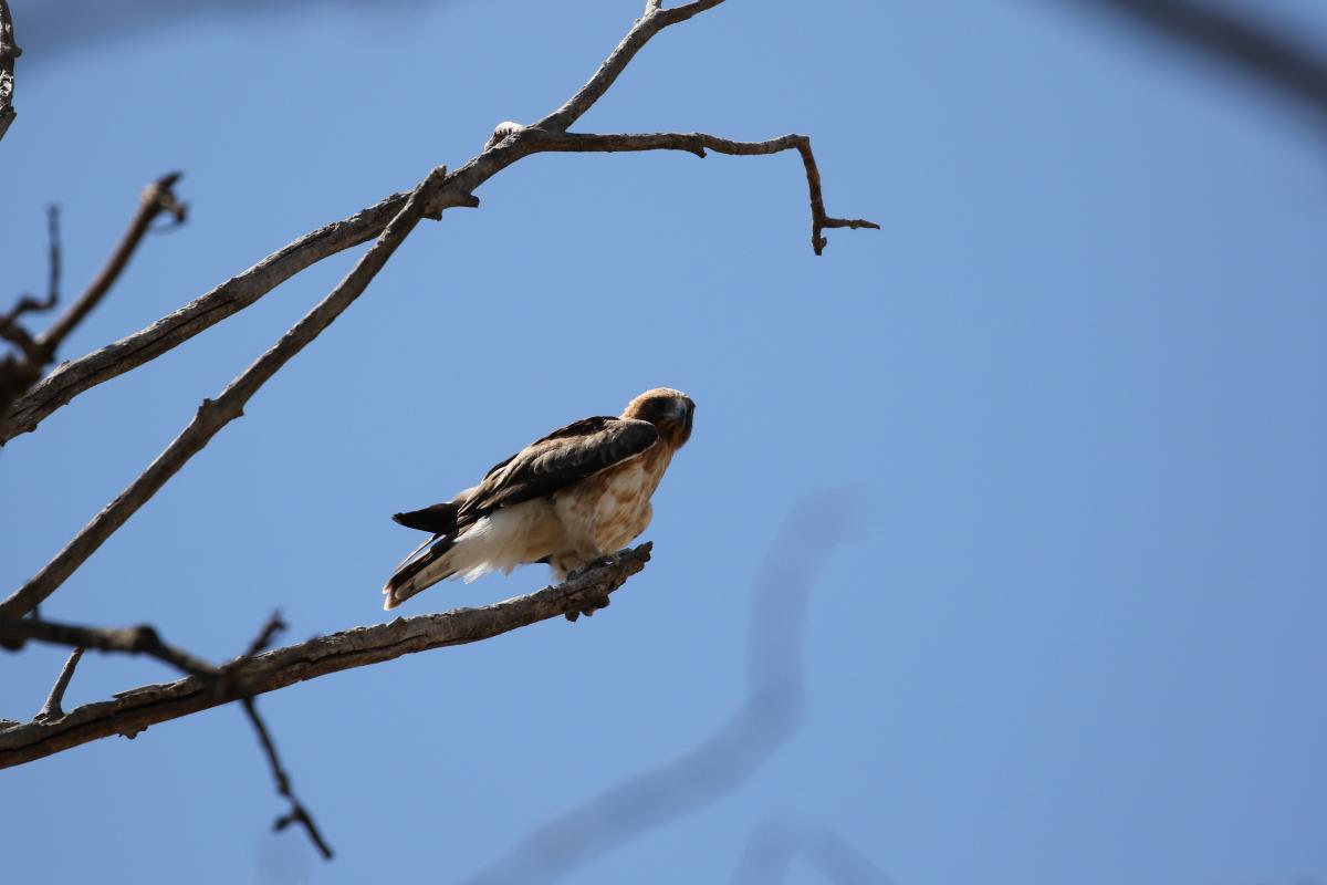 Little Eagle (Hieraaetus morphnoides)