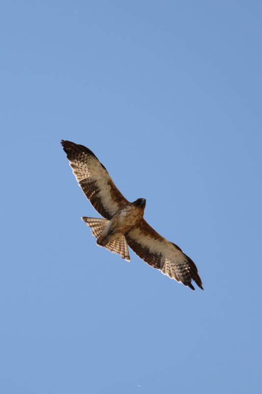 Little Eagle (Hieraaetus morphnoides)