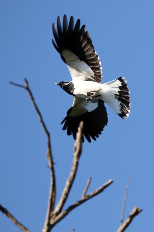 Magpie-lark (Grallina cyanoleuca)