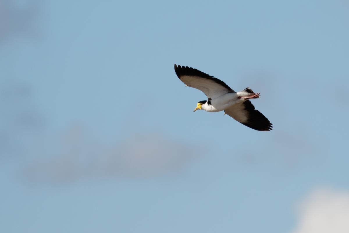 Masked Lapwing (Vanellus miles)