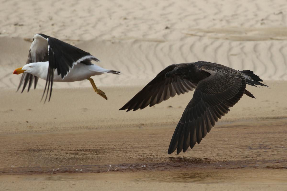 Pacific Gull (Larus pacificus)