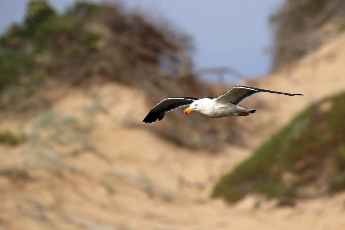 Pacific Gull (Larus pacificus)