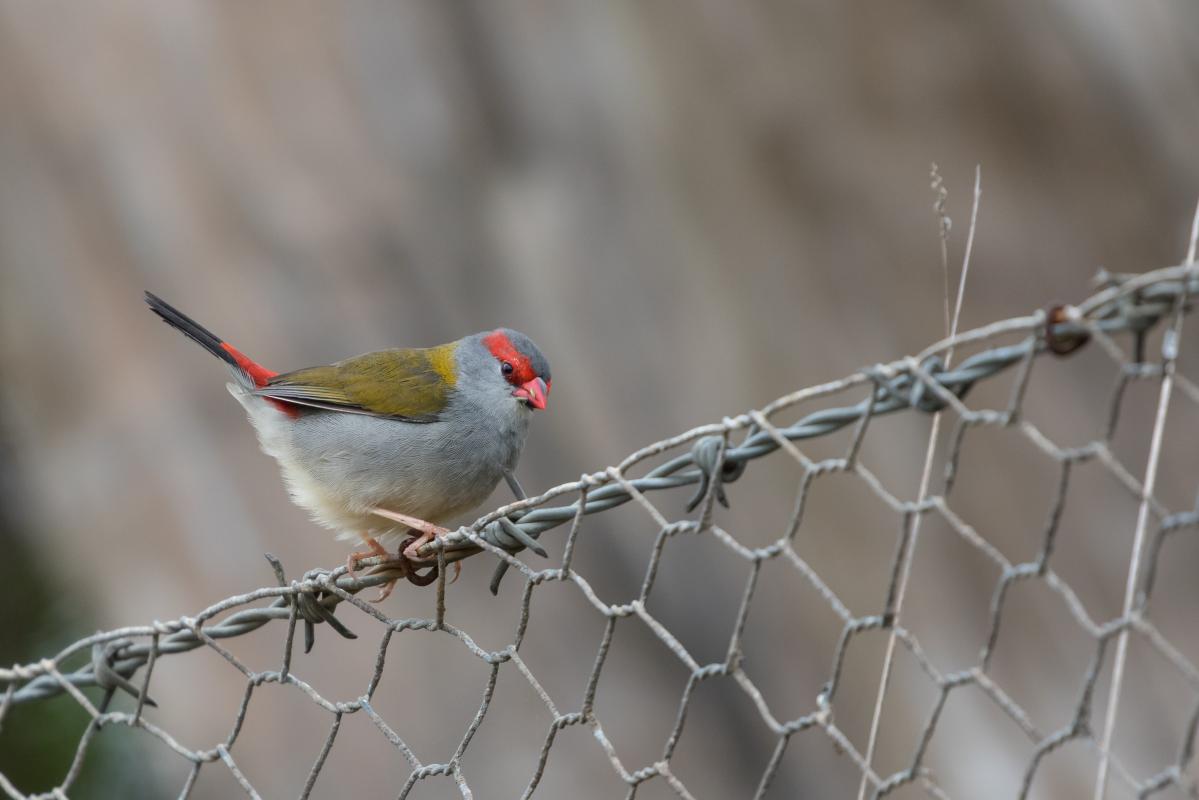 Red-browed Finch (Neochmia temporalis)