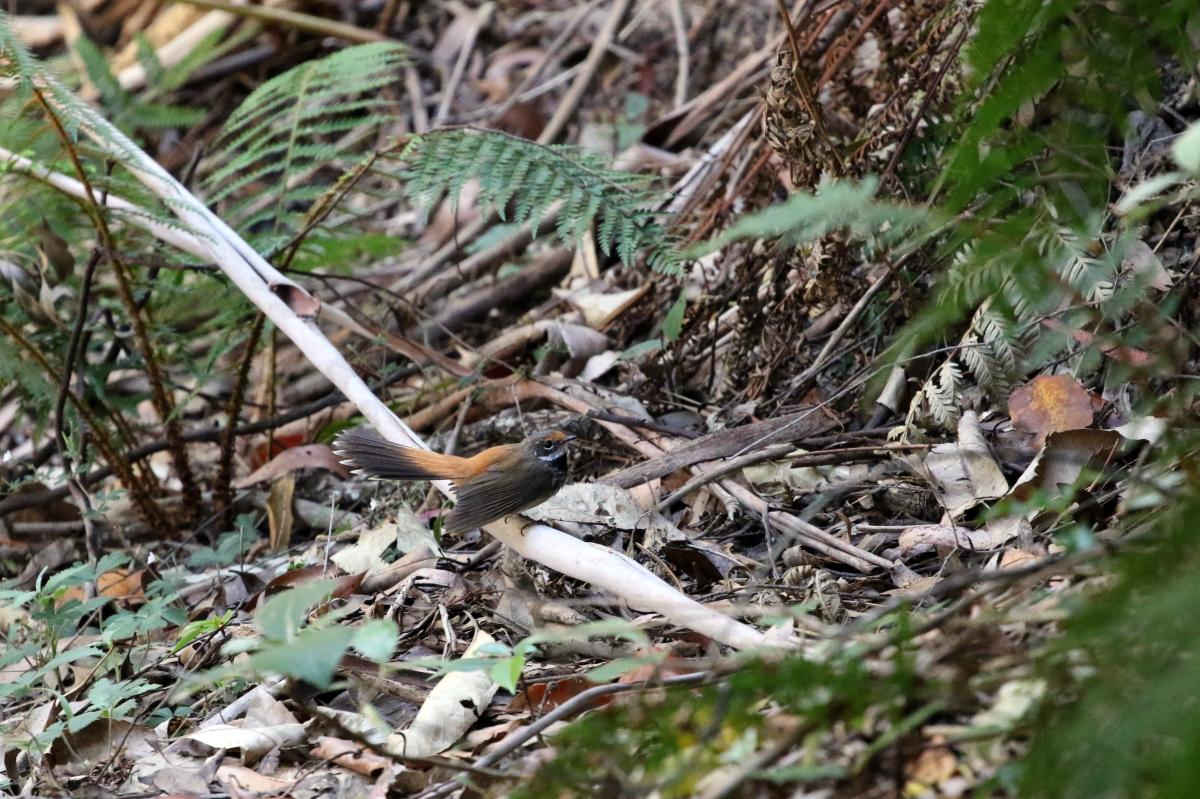 Rufous Fantail (Rhipidura rufifrons)