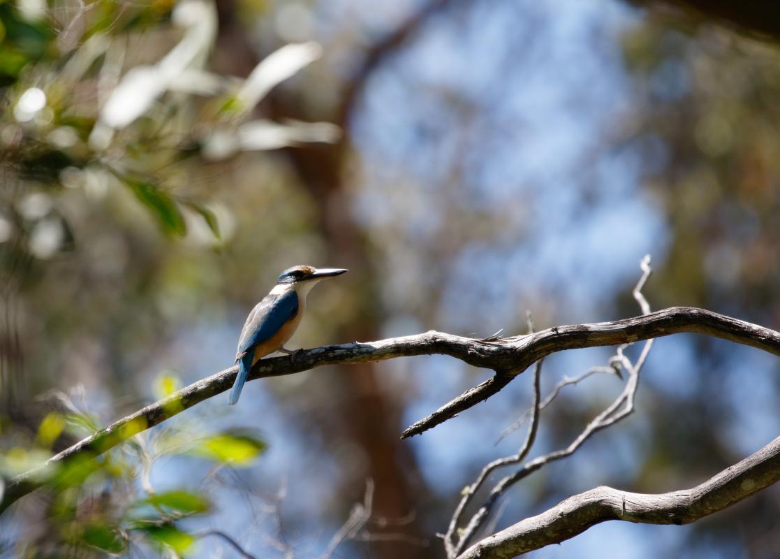 Sacred Kingfisher (Todiramphus sanctus)