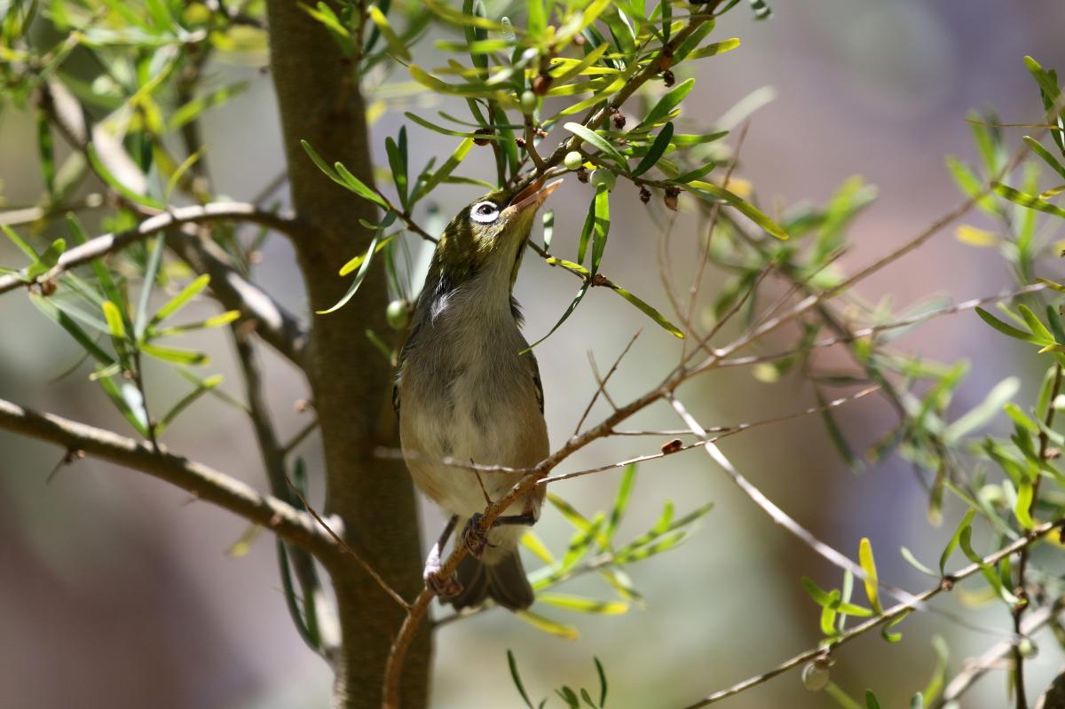 Silvereye (Zosterops lateralis)