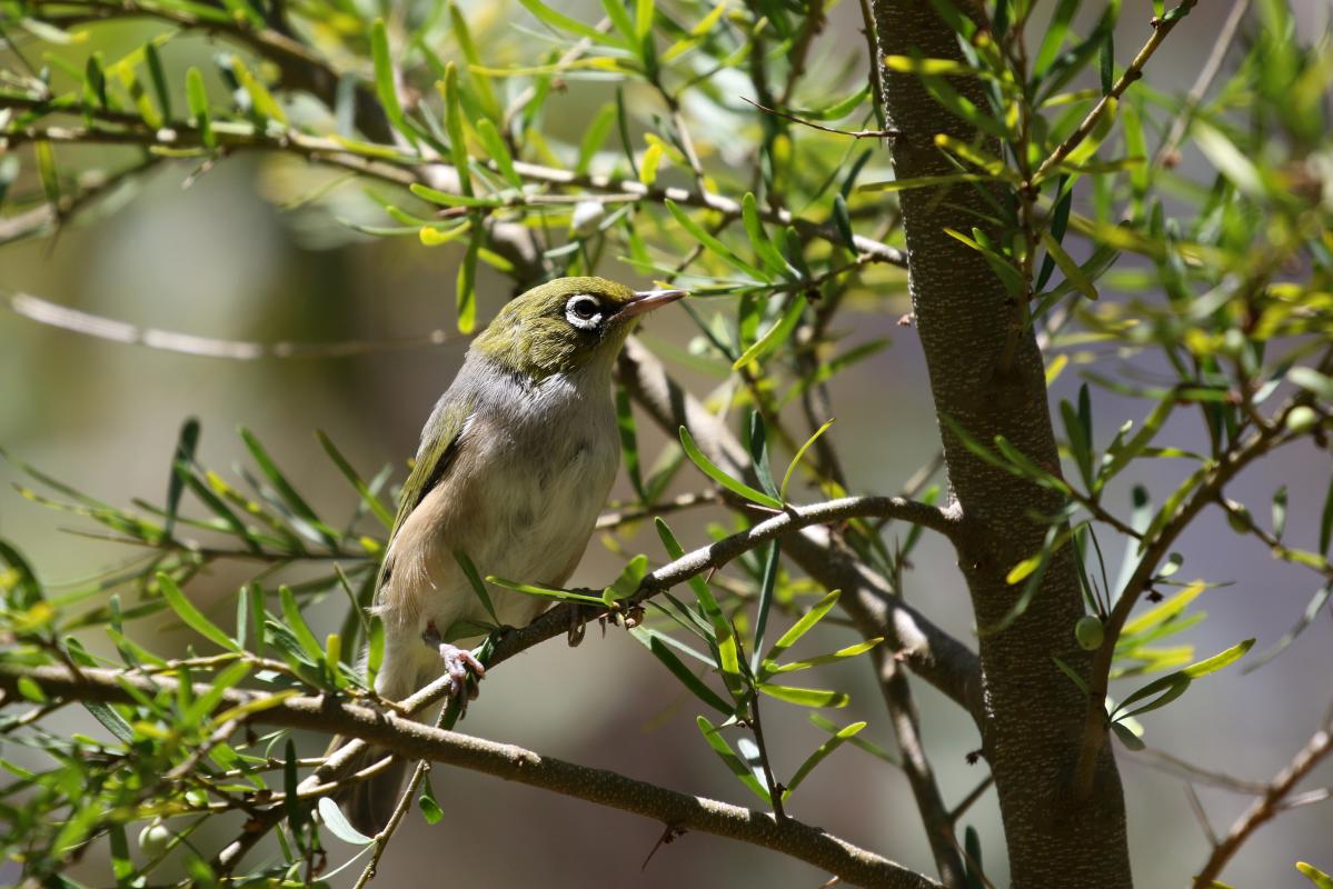 Silvereye (Zosterops lateralis)